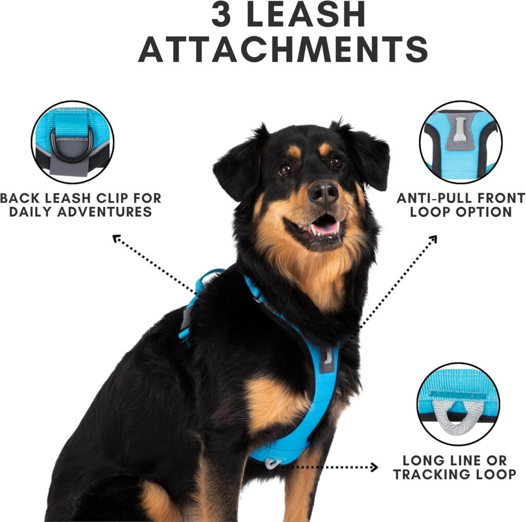 Dog wearing ShawnCo Basecamp no-pull harness with front clip and padded design